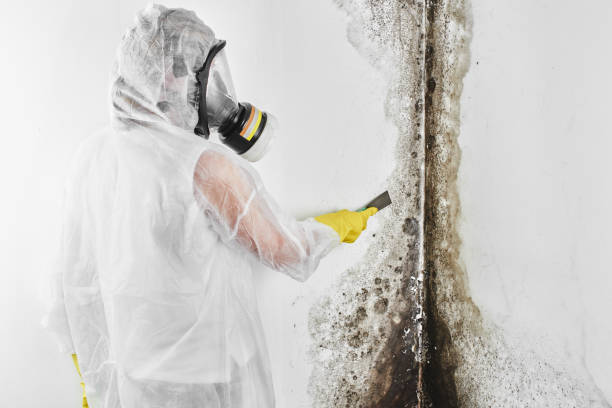 Best Black Mold Removal  in Warren Af, WY