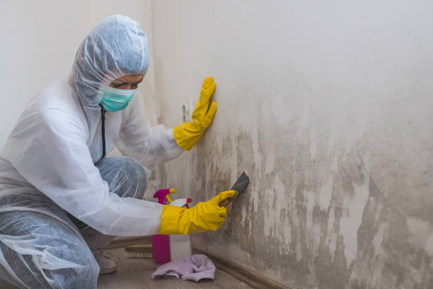 Best Local Mold Removal Service  in Warren Af, WY