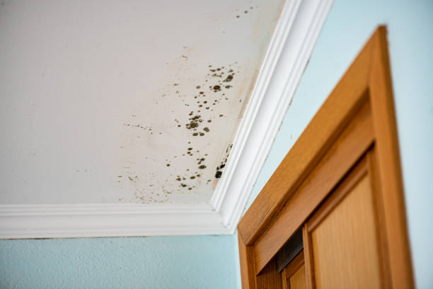 Best Mold Removal Company Near Me  in Warren Af, WY