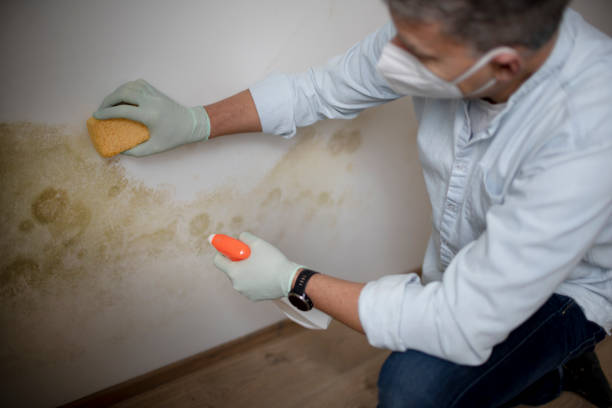 Best Emergency Mold Removal  in Warren Af, WY