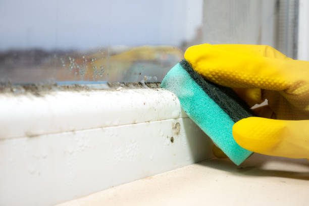 Best Fast Mold Removal  in Warren Af, WY