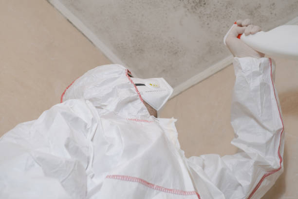 Best Best Mold Removal Companies  in Warren Af, WY