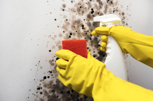 Best Mold Damage Repair  in Warren Af, WY