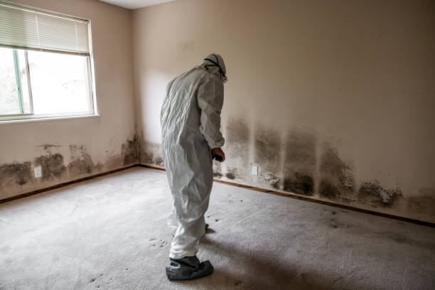 Best Professional Mold Removal  in Warren Af, WY