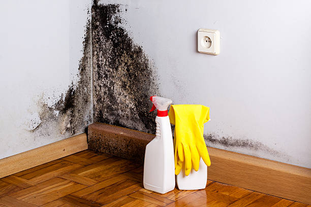 Best Mold Remediation Services  in Warren Af, WY