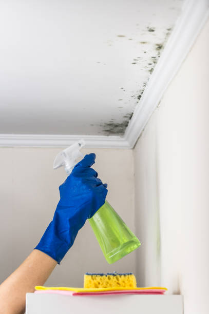 Best Commercial Mold Removal  in Warren Af, WY