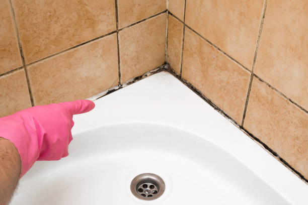 Best Best Mold Removal Companies  in Warren Af, WY